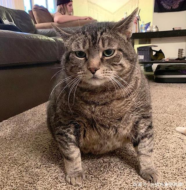 猫偷食是什么原因：揭秘猫咪的“偷窃”行为